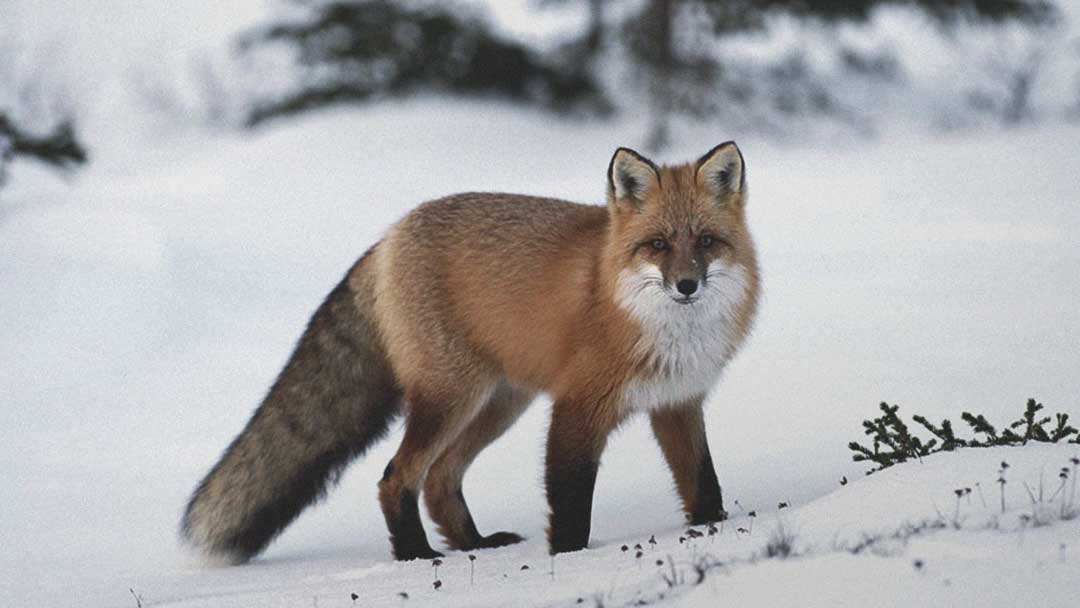 Kitsune Fox Cute
