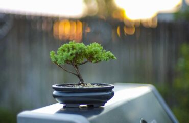 bonsai beginners guide