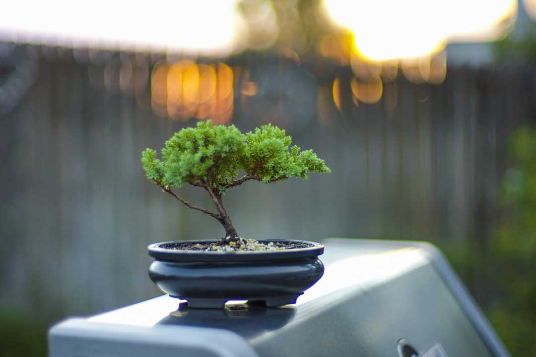 bonsai beginners guide